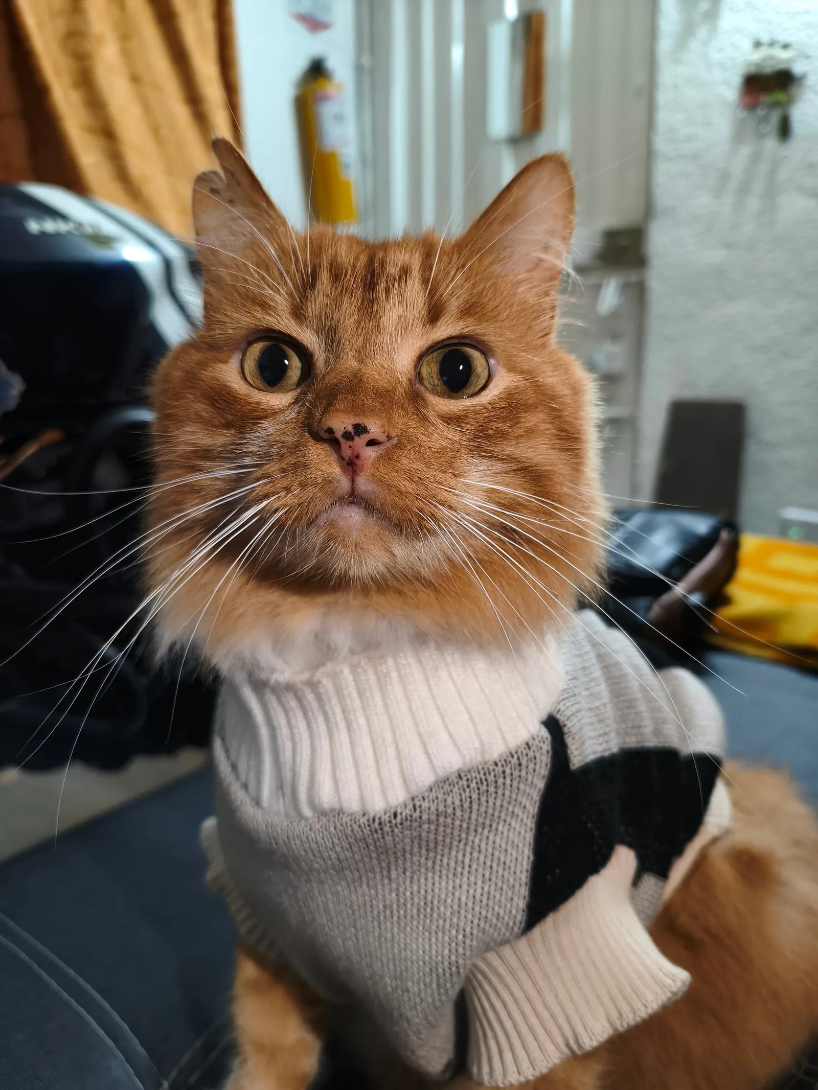 Romeo, un gato naranja de suéter, mi asistente personal